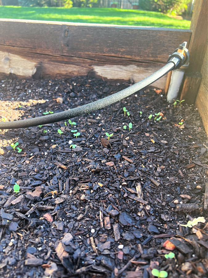 seedlings one week