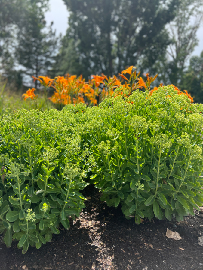 Sedum in late summer