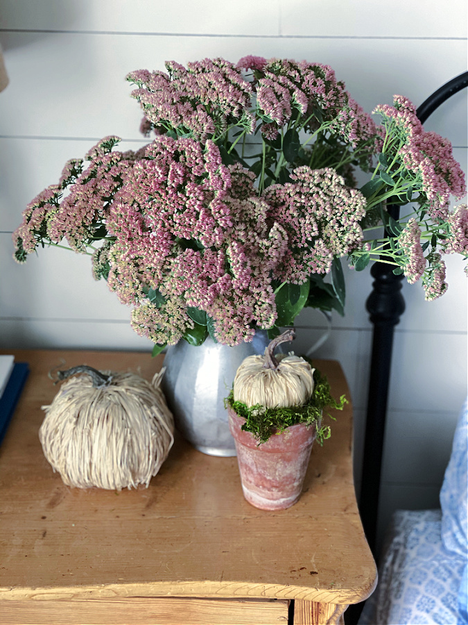 Sedum Autumn Joy on bedside table with small pumpkin