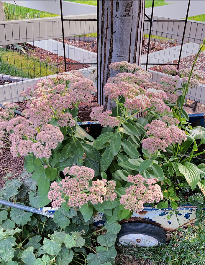 Sedum Autumn Joy turning pink