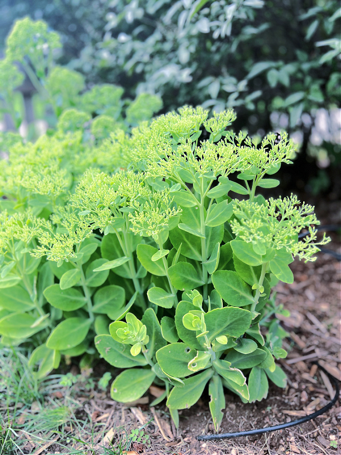 sedum in a cottage garden