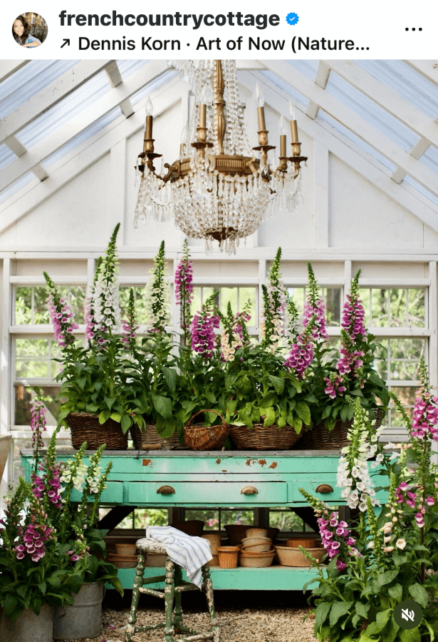 Foxgloves in pots from Courtney of French Country Cottage