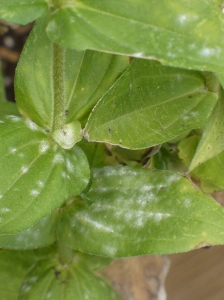 powdery mildew on zinnias