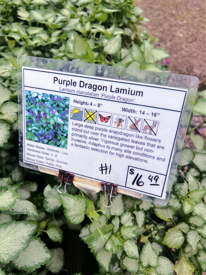 lamium