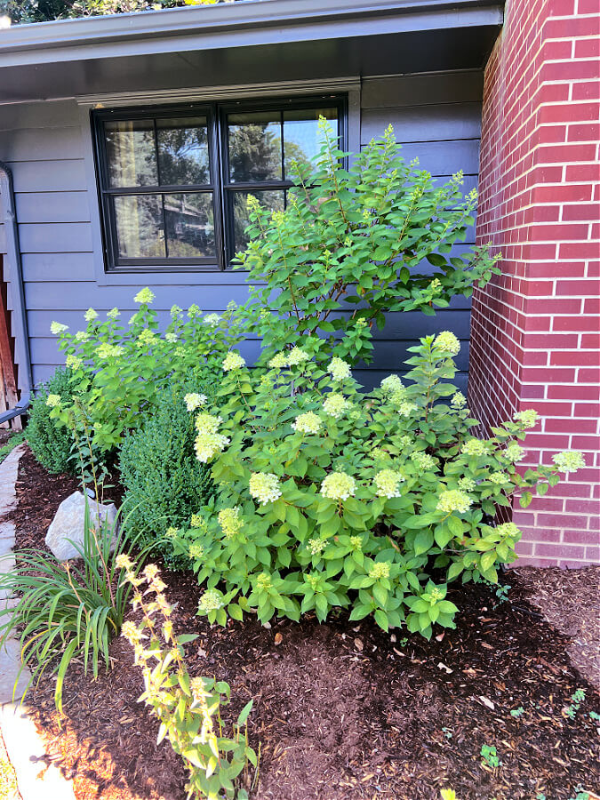 shade-perennials-in our front bed