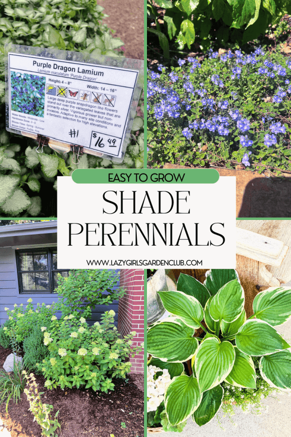 shade perennials I am loving