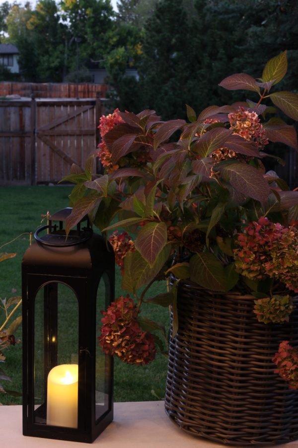 Evening blloms and lanterns with candles