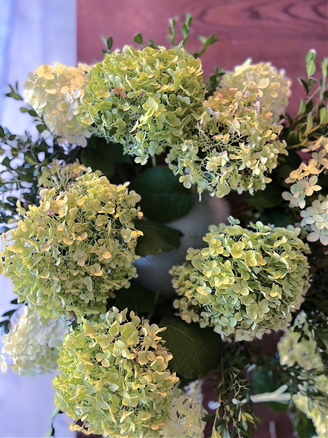 Annabelle Hydrangeas