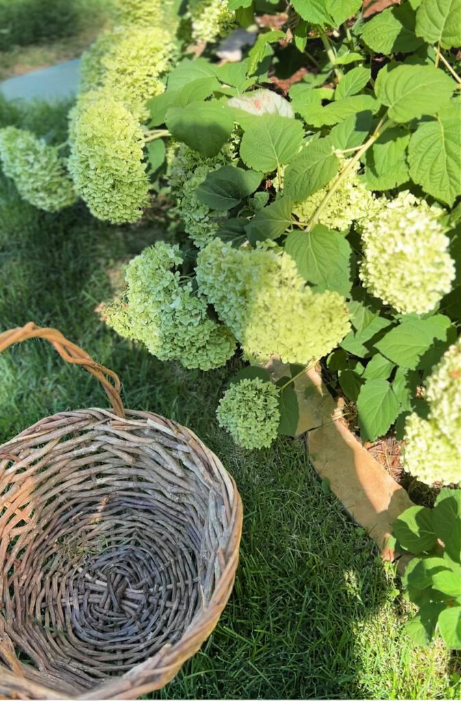 Annabelle hydrangeas for my floral arrangement.