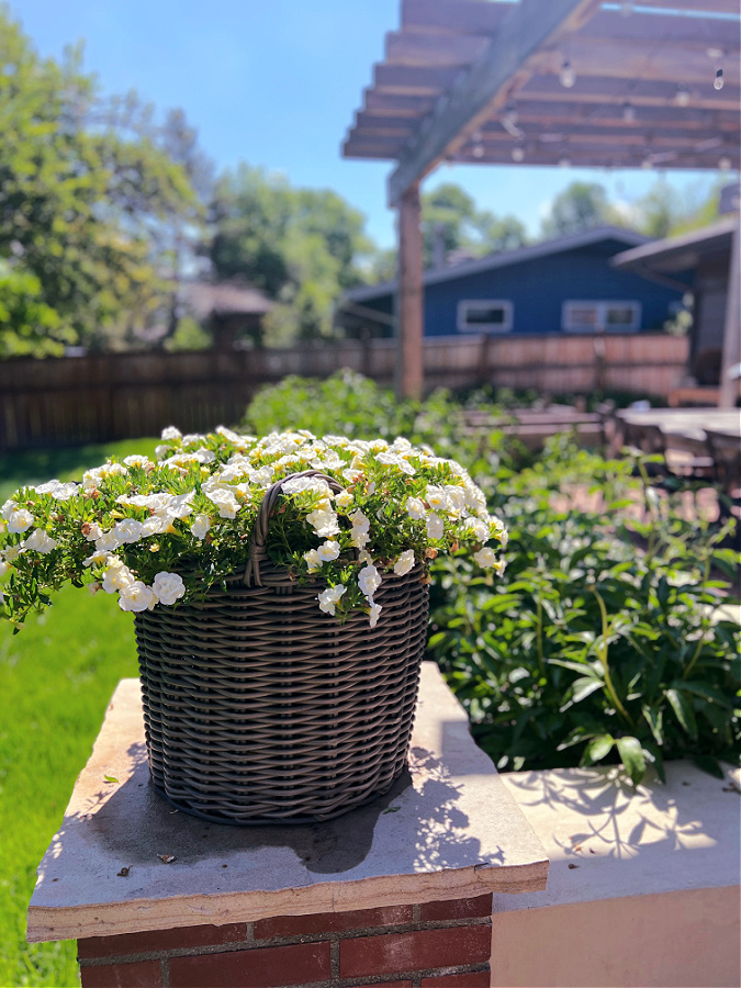 white flowers in basket