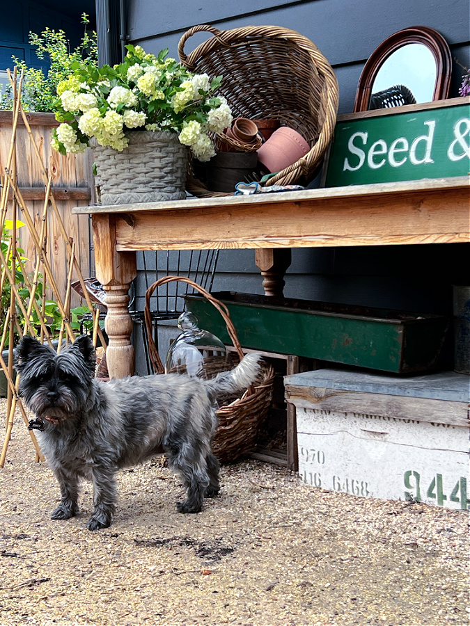 Zoey near our potting table