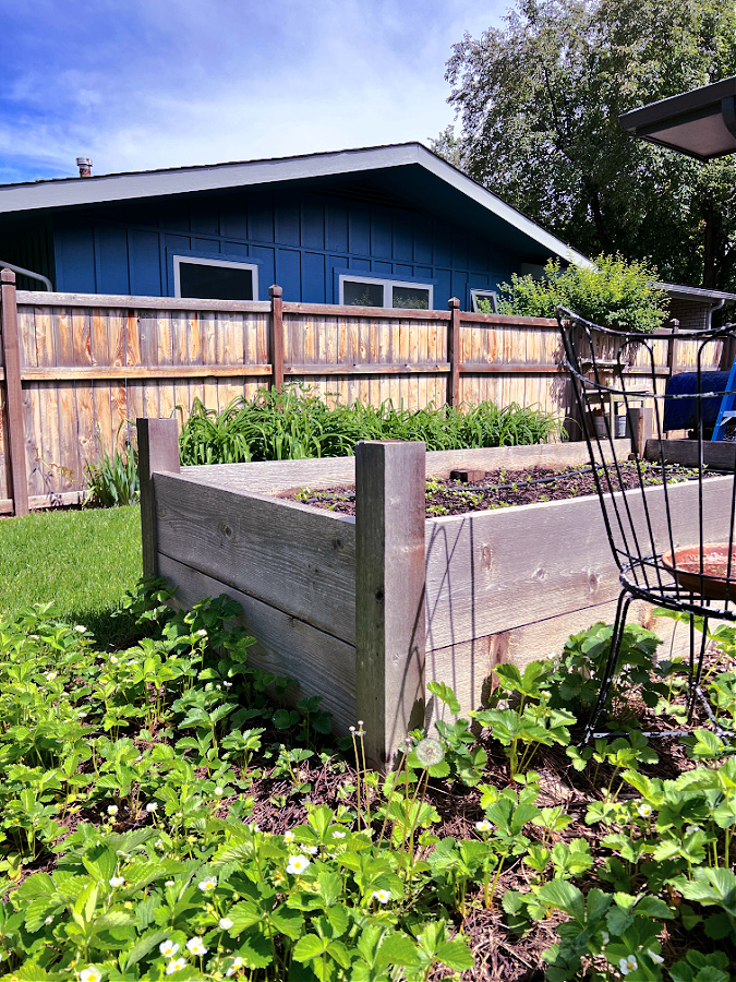 Strawberries and raised garden bed