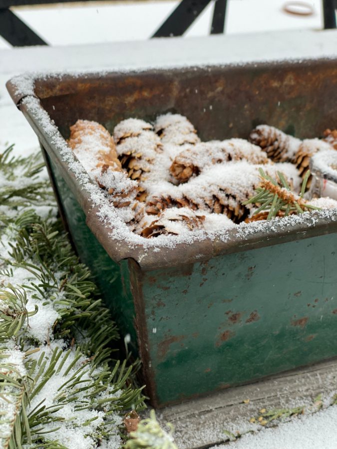 snowy pinecones!