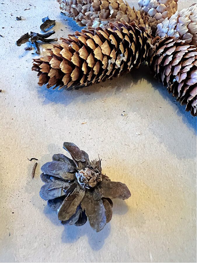 pinecone pieces for crafts