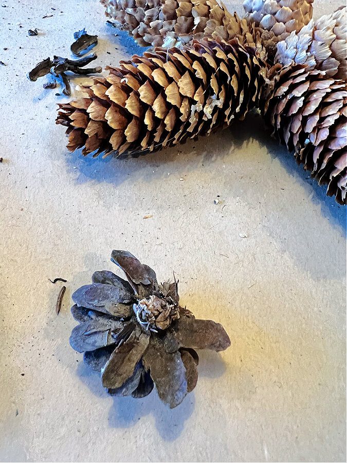 Pine Cone Crafts - using conifer cones and seed pods for rustic crafts