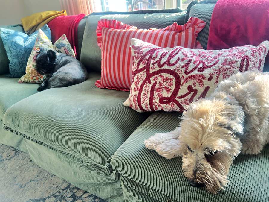 dogs on Christmas sofa