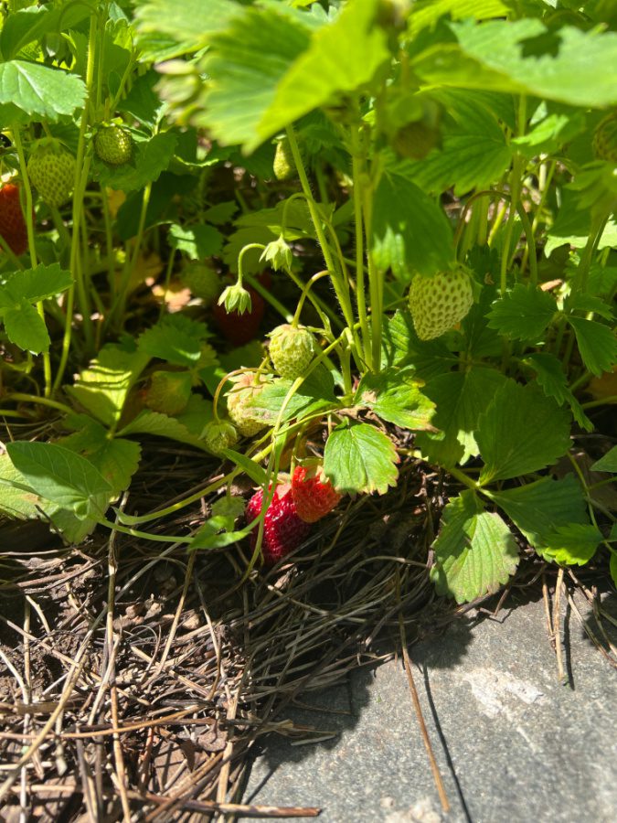 Summer strawberries