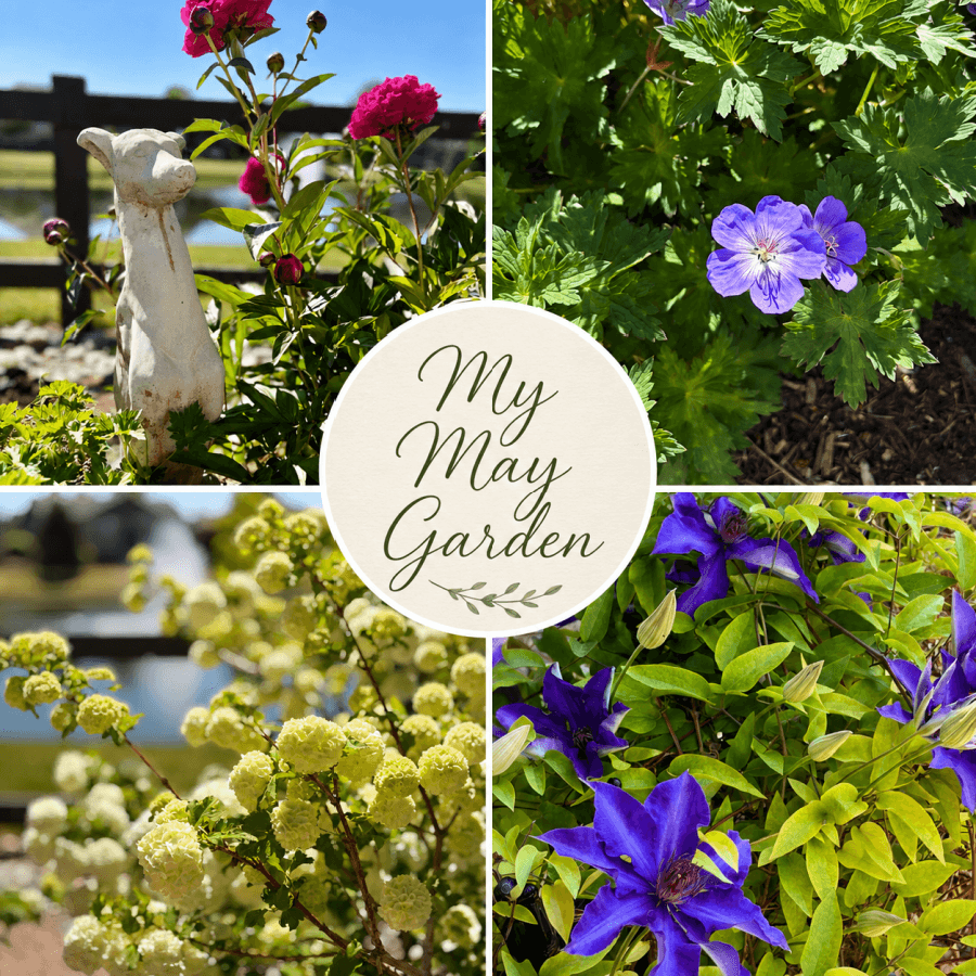 Tuesdays with Tracy : My May Garden