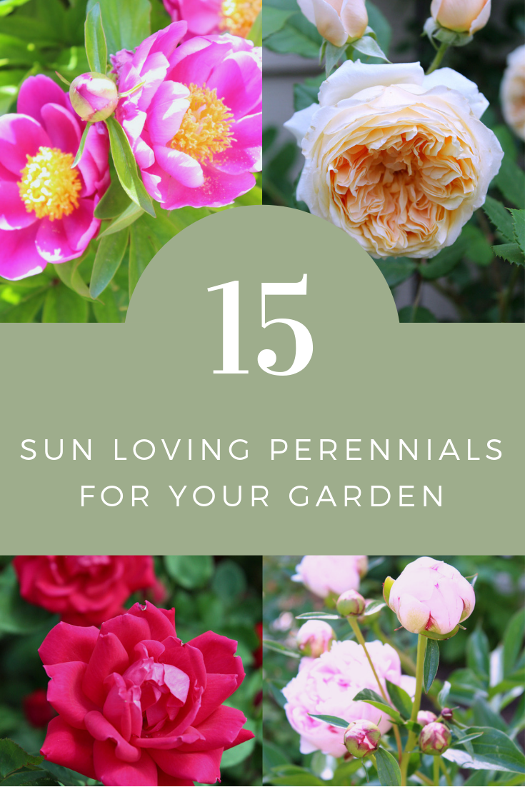 My Favorite Sun Loving Perennials