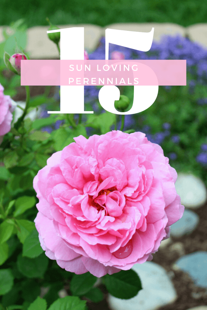 CHeck ut these 15 sun loving perennials perfect for your garden!