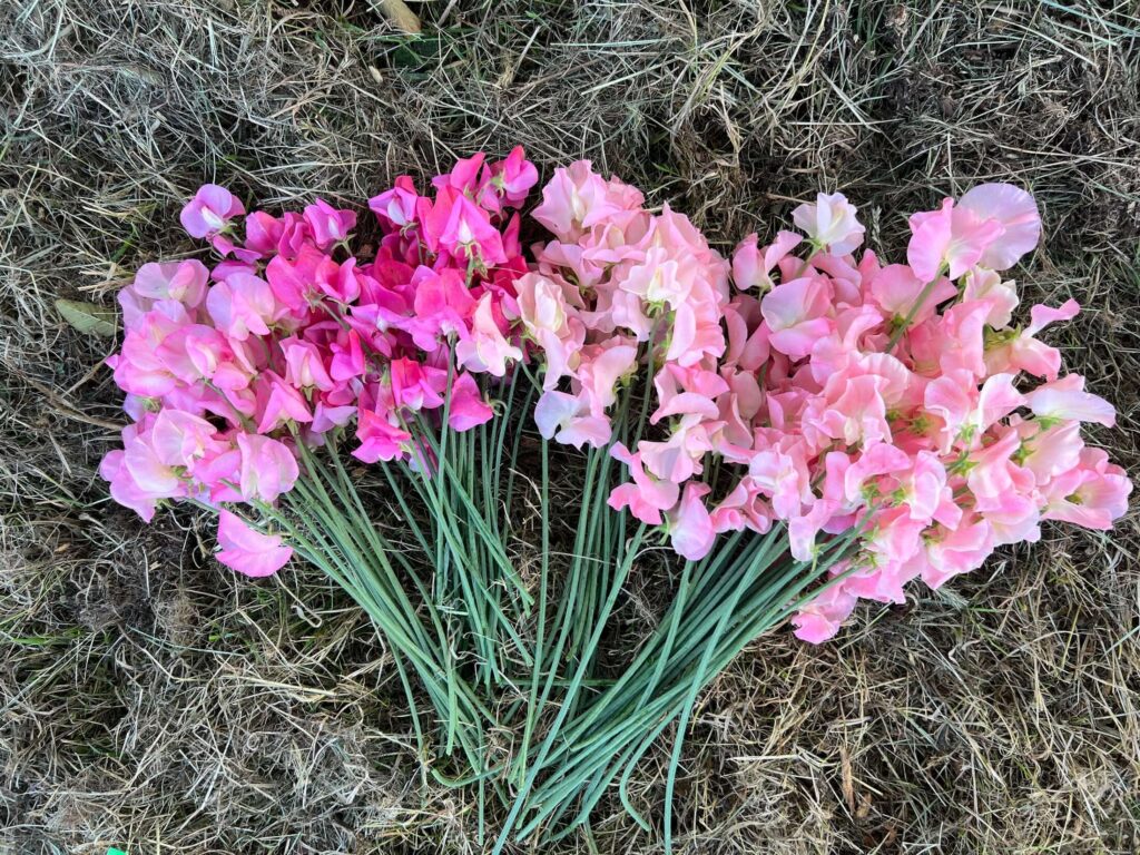 Sweet Peas from Flower People