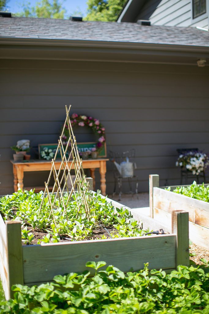 Raised Garden beds full of zinnia about to bloom!