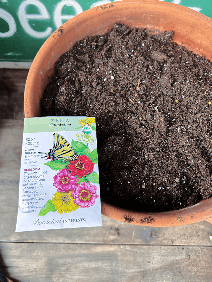 Thumbelina zinnia seeds to plant in pots