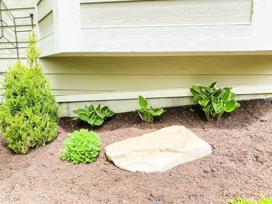 # beautiful transplanted hostas.