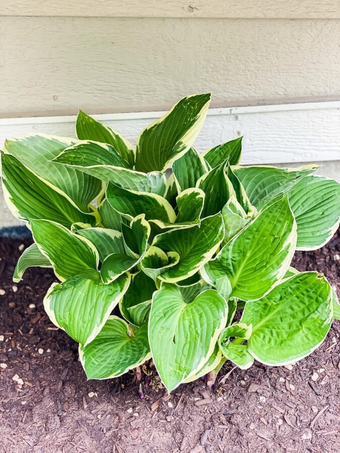 Hostas are great plants for transplanting after 4 years.