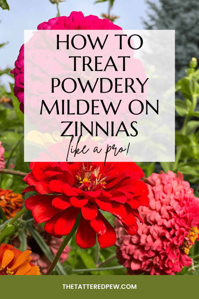 How to treat powdery mildew on zinnias