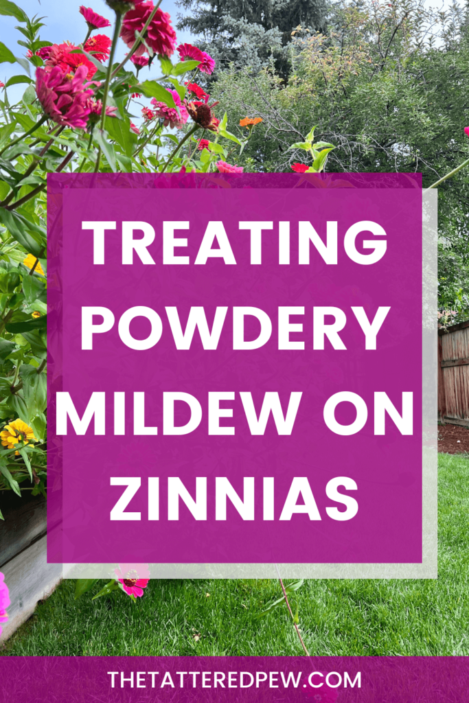 treating Powdery mildew on Zinnias