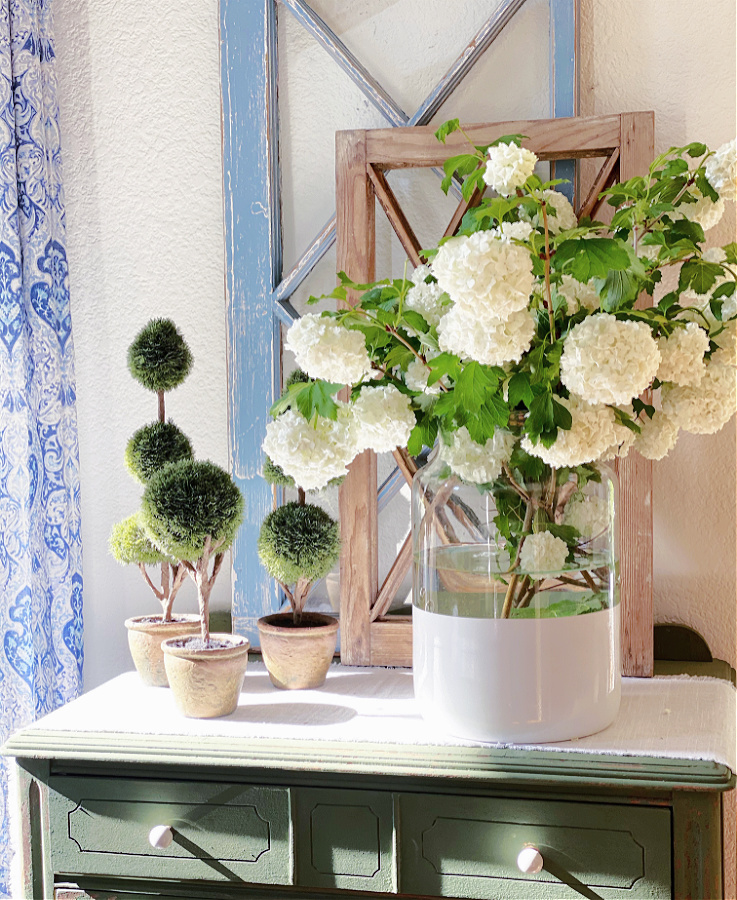 Our viburnum snowball in the morning sun!