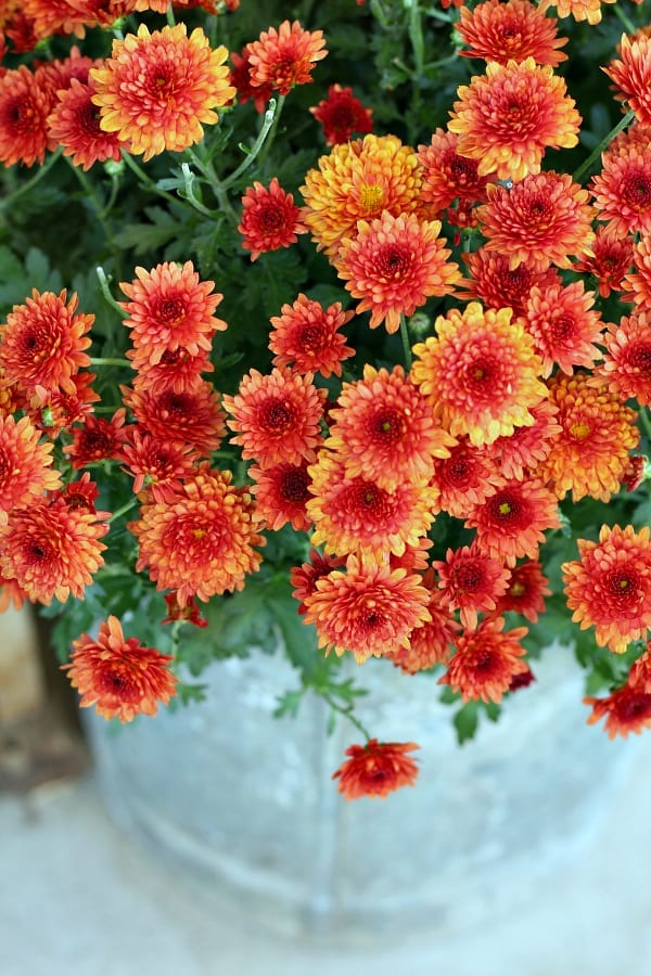 Orenagy red mums for our Fall porch.