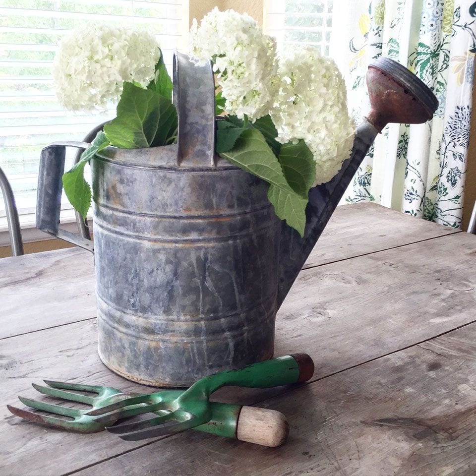 Watering can hydrangeas garden