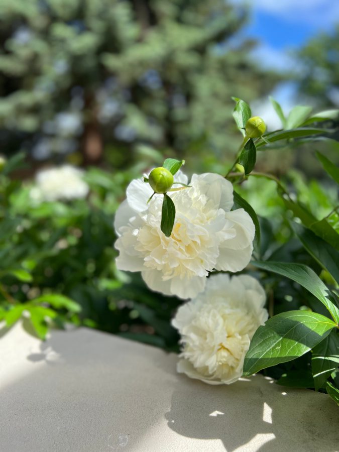 White peonies