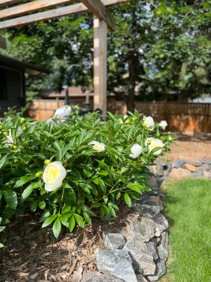 Backyard peonies on Welcome Home Saturday!