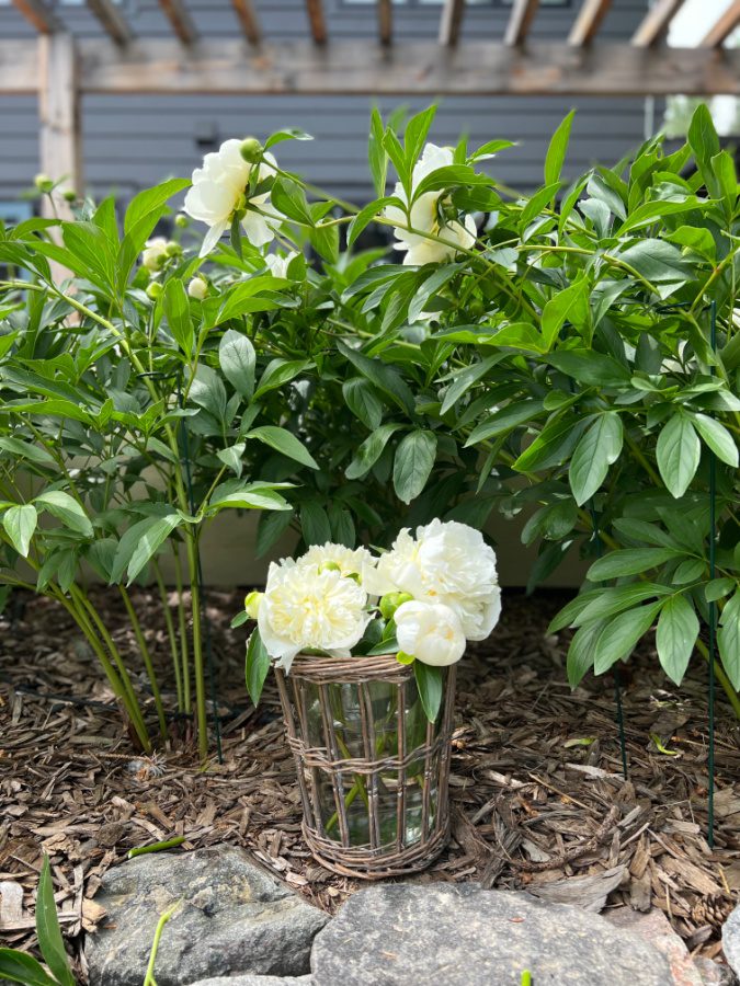 Welcome Home Saurday my white peonies are blooming!