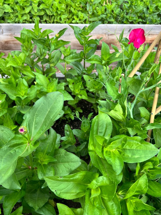 My zinnias are about to bloom!