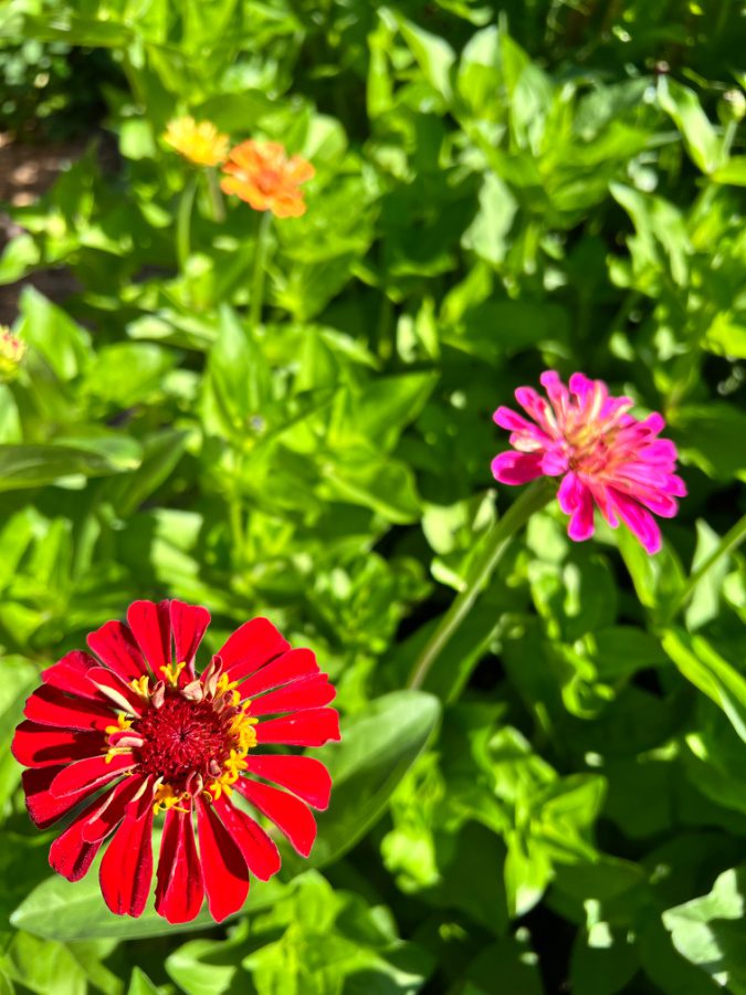 My zinnias are blooming!