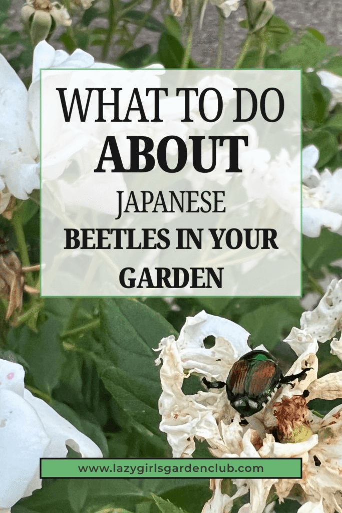 what to do about Japanese beetles in your garden