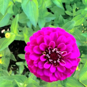 purple zinnia where can I plant zinnias and when?