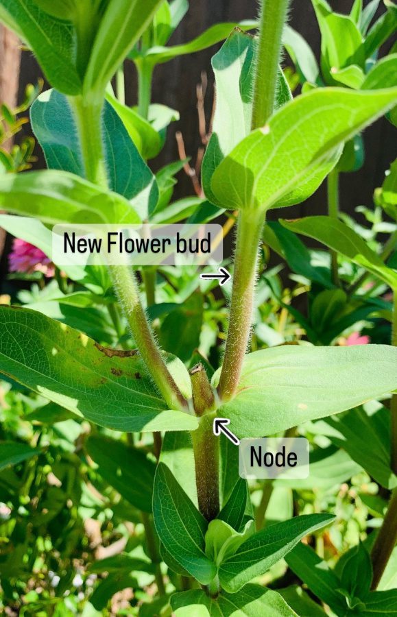How to Cut Zinnias