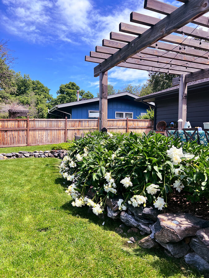 all white peony hedge