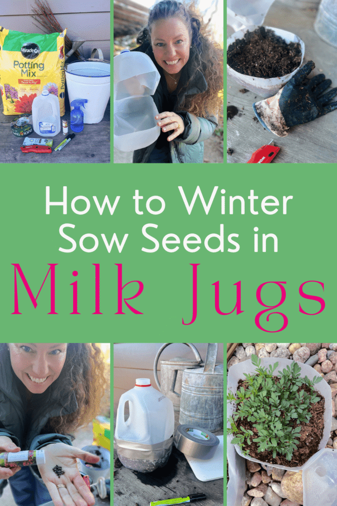 how to winter sow seeds in milk jugs