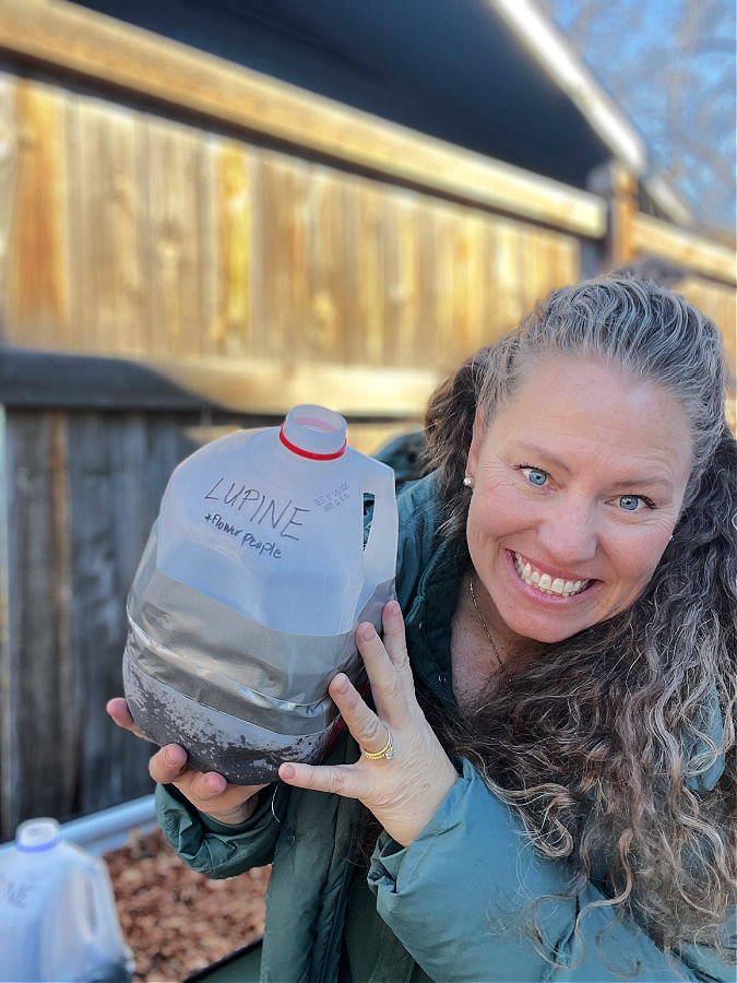 winter sowing with milk jugs