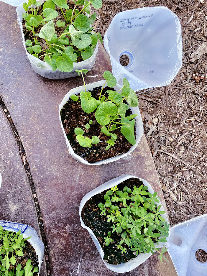 open milk jugs with plants