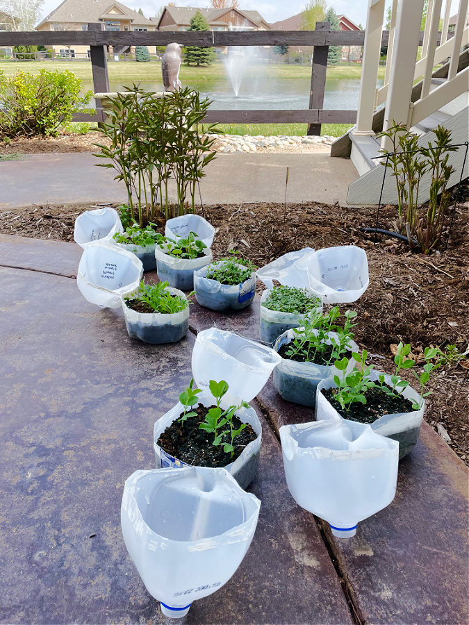 winter sown jugs open with plants