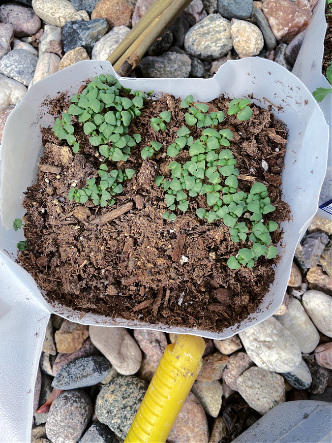 winter sown greenery