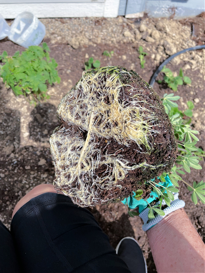 transplanting winter sown hollyhocks