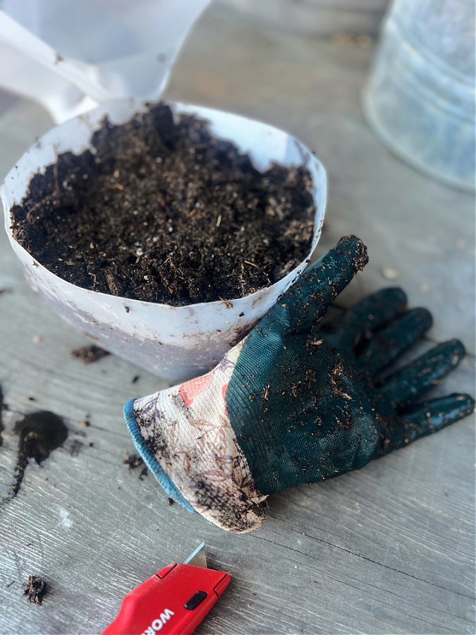 bottom of milk jug full of dirt